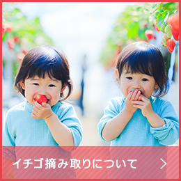 イチゴ摘み取りについて