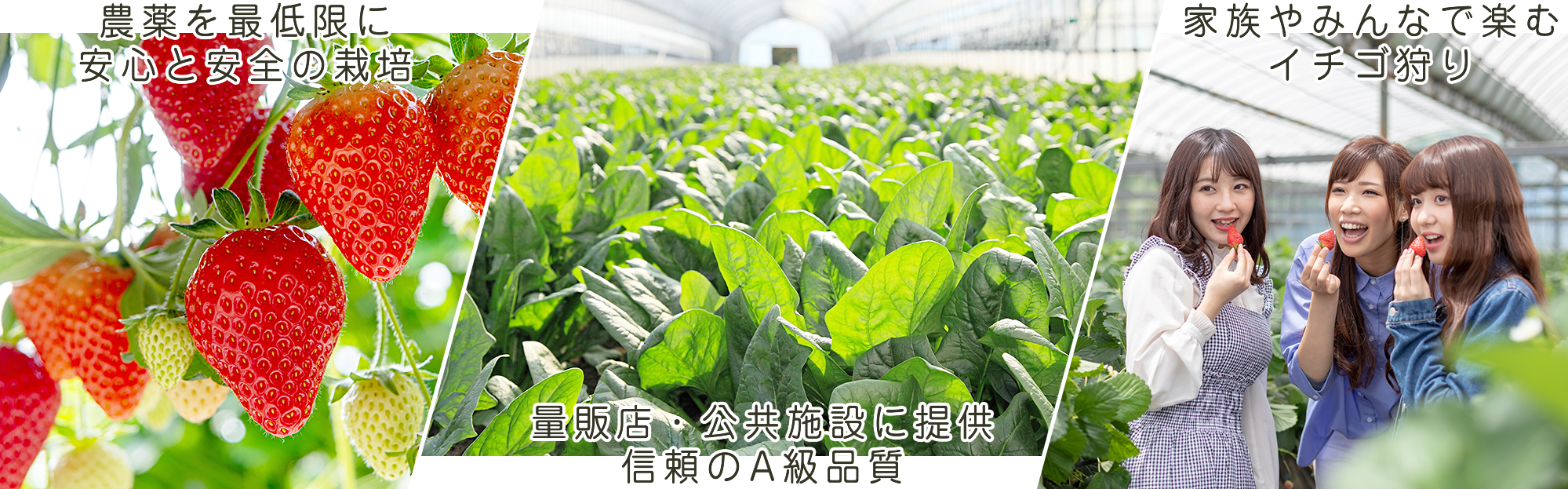 御光福園芸|イチゴ狩りも楽しめる、石川県のこまつな・イチゴ農園